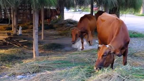 Una Mucca Bruna Che Mangia Erba Una Spiaggia Vicino Mare — Video Stock