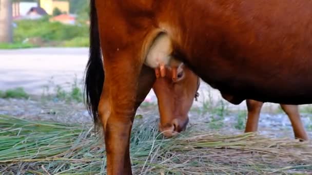 Brown Cow Eating Grass Beach Sea Bulls Cows Graze City — Stock Video