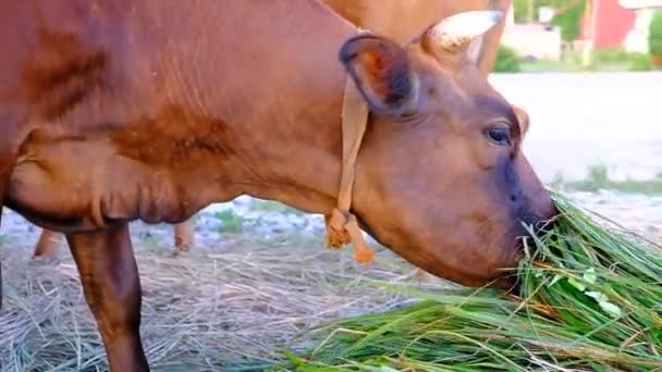 Brown Cow Eating Grass Beach Sea Bulls Cows Graze City — Stock Video