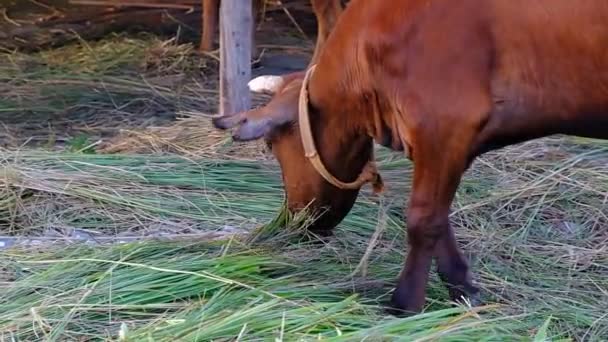 Une Vache Brune Mangeant Herbe Sur Une Plage Bord Mer — Video