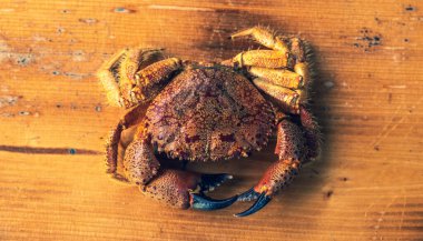 Kaynamış yengeç. Deniz ürünleri taze. Daha büyük pençeler. Yaz. İyi günler. Georgia.