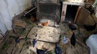 Kuşhanede yürüyen genç tavuklar. Piliçler için kümes. Kırsal bir evde kuşhane. İyi günler. Yaz. Georgia.