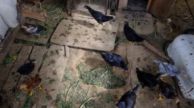 Kuşhanede yürüyen genç tavuklar. Piliçler için kümes. Kırsal bir evde kuşhane. İyi günler. Yaz. Georgia.