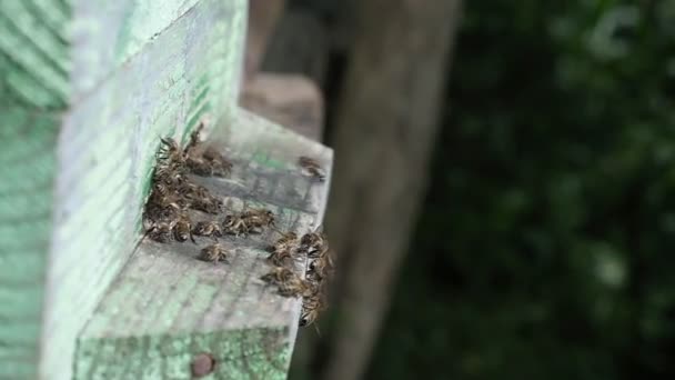 Bijenhuis Bijenkorf Bijen Keren Terug Met Nectar Insecten Menigte Bij — Stockvideo