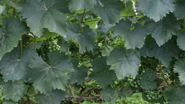 Bunches Grapes Grow Vineyard Georgia Day — Stock Video