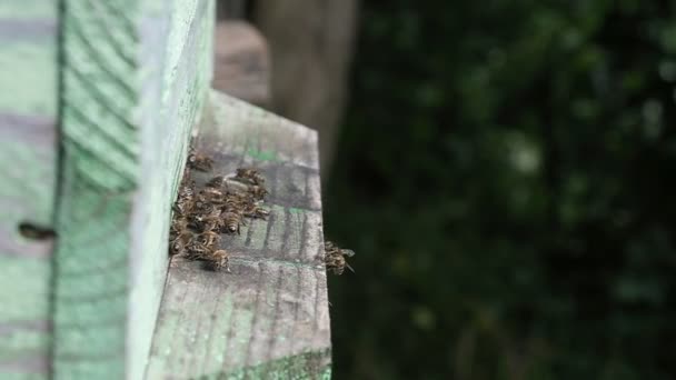 Casa Abeja Colmena Las Abejas Regresan Con Néctar Insectos Entrada — Vídeos de Stock