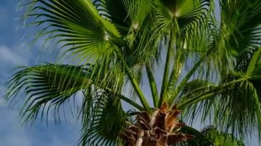 Mavi gökyüzüne karşı bir palmiye dalları. Yeşil yapraklar rüzgarda sallanıyor. Yaz. İyi günler. Georgia.