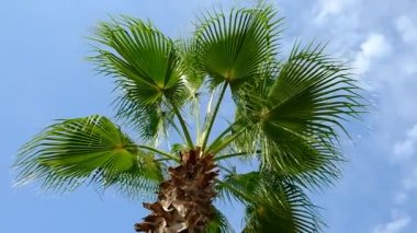 Mavi gökyüzüne karşı bir palmiye dalları. Yeşil yapraklar rüzgarda sallanıyor. Yaz. İyi günler. Georgia.