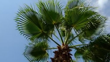 Mavi gökyüzüne karşı bir palmiye dalları. Yeşil yapraklar rüzgarda sallanıyor. Yaz. İyi günler. Georgia.