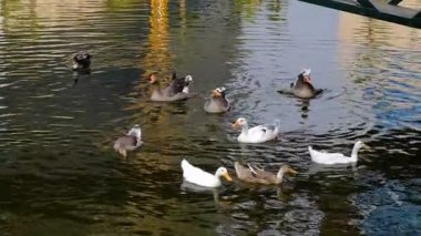 Gölette evcil kazlar ve ördekler. Kuşlar yiyecek beklerken suda yüzerler. İyi günler. Yaz. Georgia