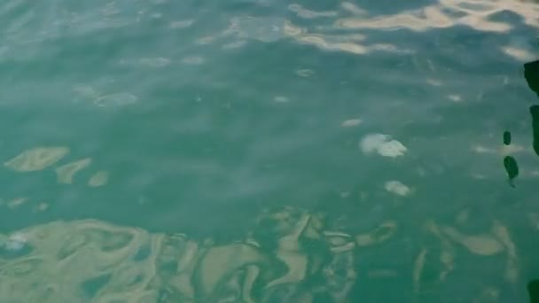 Kwallen Aurelia Drijven Het Wateroppervlak Rustig Blauwe Zee Dag Georgië — Stockvideo