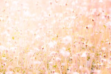 bulanık çiçekler çim arka plan