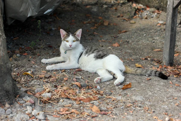 Gato Blanco Gris Acostado —  Fotos de Stock