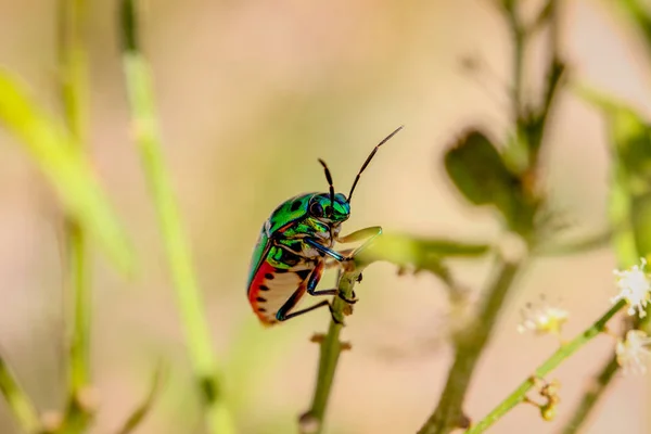 A macro of a Jewel Bug. Scutelleridae