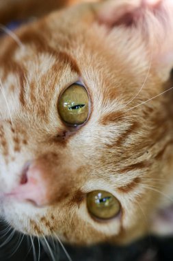 Sarı gözlü tabby kedi