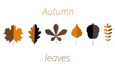 Sonbahar yaprakları beyaz arkaplanda izole olarak ayarlandı.