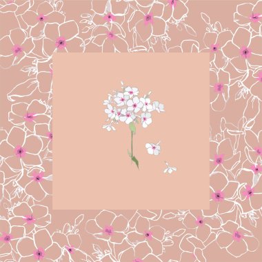 Phlox tatlı, pembe renkli. Beyaz bahçe çiçekleri