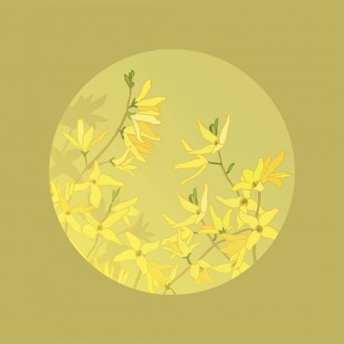 Forsythıa. Bahar çiçekleri. Sarı çiçekli çalı. Bahçe bitkileri. Botanik illüstrasyon. Sarı bahar forsythia dalları.