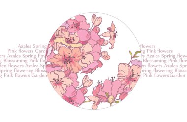 Bahar çiçekli açelya. Kore'de pembe açelyaların çiçekli. Açelyanın yemyeşil çiçeklenmeleri. Çiçek açan bahçe çiçekleri