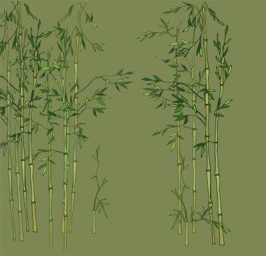 Hafif bambu korusu. Bambu ormanı