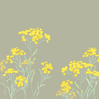 sandless immortelle. Helichrysum arenarium. Medicinal plant. Steppe grass. Botanical illustration. Yellow flowers  clipart