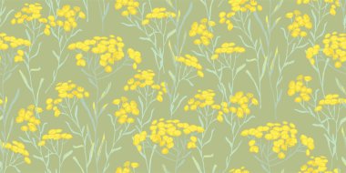 zımni immortelle. Helichrysum arenarium. Tıbbi bitki. Bozkır otu. Botanik illüstrasyon. Sarı çiçekler 