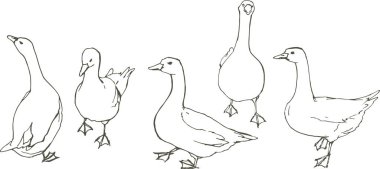 gri ve beyaz kaz sürüsü, vektör illüstrasyon