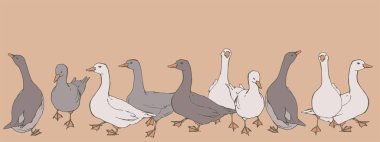 gri ve beyaz kaz sürüsü, vektör illüstrasyon