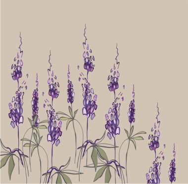 Mor kır çiçekleri kroki - Lupinus, vektör illüstrasyon 