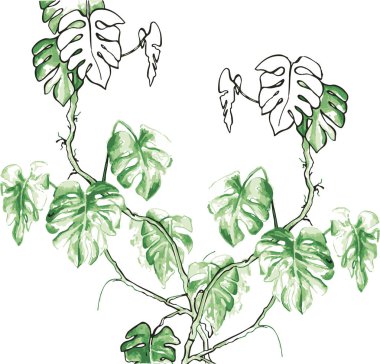 Monstera - lianas bitkilerin bir orman, vektör illüstrasyon