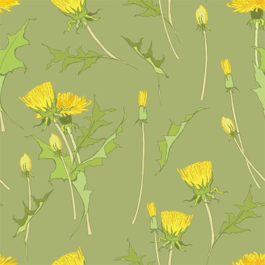 Sarı karahindiba. İlaç fabrikası. Yabani çiçekler Taraxacum