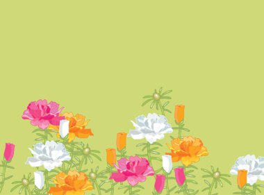 Turuncu, pembe ve beyaz Portulac grandiflora. Çiçek açan purslane. Parlak zemin kapak çiçekler. Yaz çiçekleri 