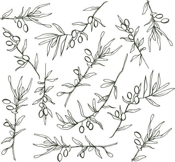 Πράσινες Ελιές Κλαδιά Ασημένια Φύλλα Ασπρόμαυρα — Διανυσματικό Αρχείο