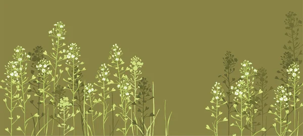 Capsella Bursa Pastoris Herbe Fleurs Plante Médicinale Graines Coeur — Image vectorielle