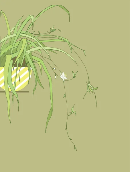 Хлорофитум Полезные Комнатные Растения Ботаника Графические Листья Цветущий Цветочный Горшок — стоковый вектор