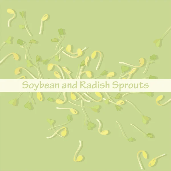 Radish Soy Sprouts Plants Salads Useful Greens Salad South Korea — Stock Vector