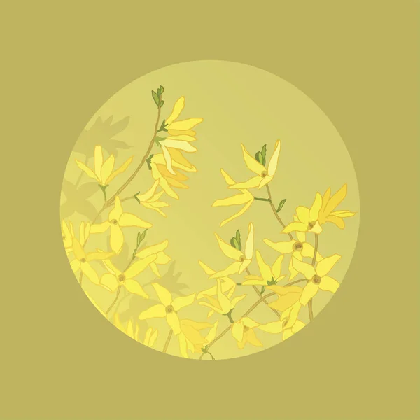 Forsythia. Spring flowers. Yellow flowering shrub. Garden plants. Botanical illustration. Yellow spring forsythia branches.