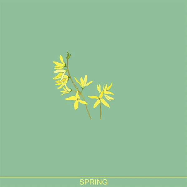 Forsythie Frühlingsblumen Gelb Blühender Strauch Gartenpflanzen Botanische Illustration Gelbe Feder — Stockvektor