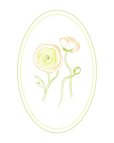 Ranunculus Kerti Virágok Tavaszi Virágok Gyengéd Növények Grafika Buttercup Ázsiai — Stock Vector