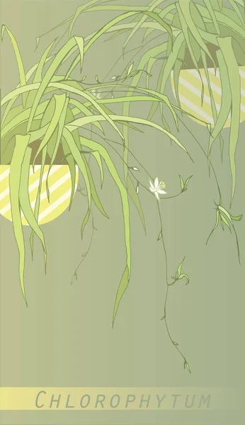 Clorofitum Plantas Interior Úteis Botânica Folhas Gráficas Pote Plantas Flor — Vetor de Stock