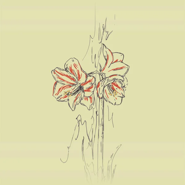 アマリリス 開花屋内植物 球根植物 赤い静脈を持つ白い花 庭の花グラフィックカラースケッチ — ストックベクタ