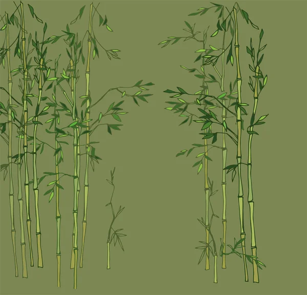 Hafif bambu korusu. Bambu ormanı