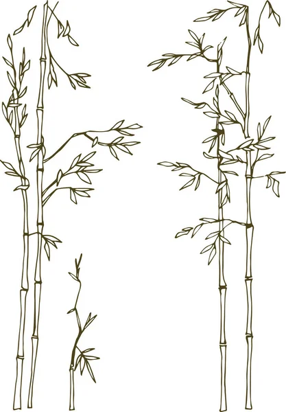 Bambou Clair Forêt Bambous — Image vectorielle