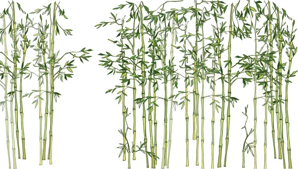 Ljus Bambu Lund Bamboo Forest — Stock vektor