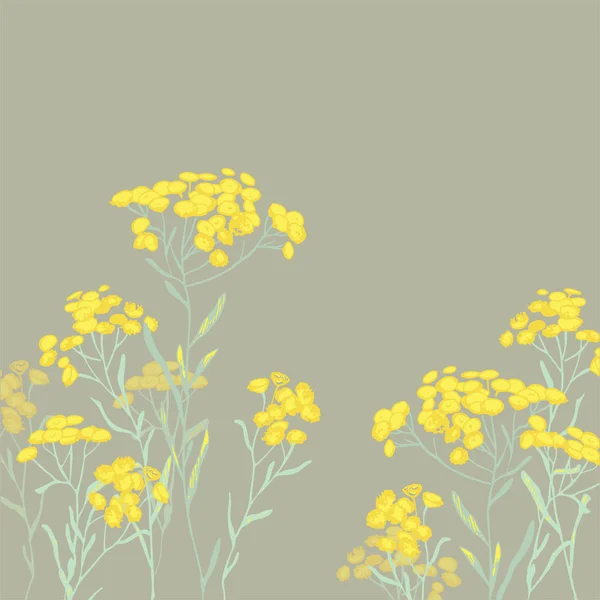 zımni immortelle. Helichrysum arenarium. Tıbbi bitki. Bozkır otu. Botanik illüstrasyon. Sarı çiçekler 