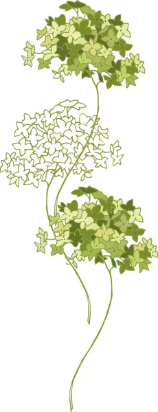 Hortensja Ogrodowa Zielonymi Kwiatami Ilustracja Wektorowa — Wektor stockowy