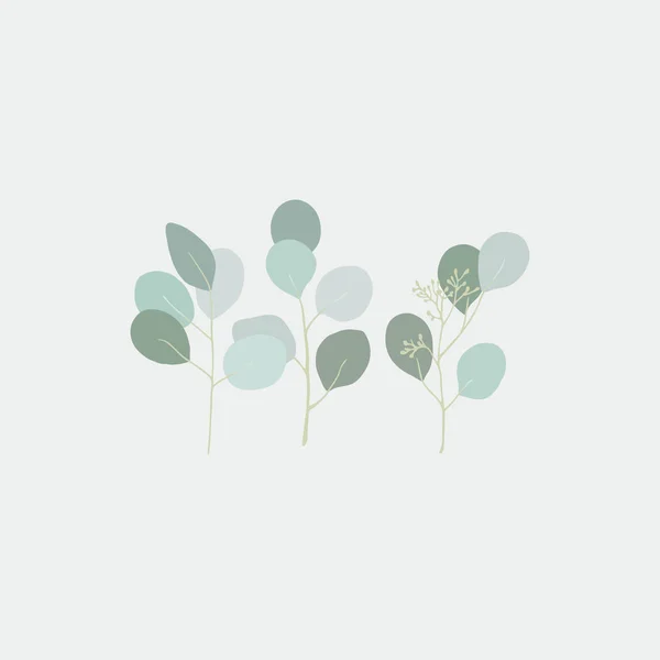 Эвкалипт Попул Цветочные Растения Нежные Листья — стоковый вектор