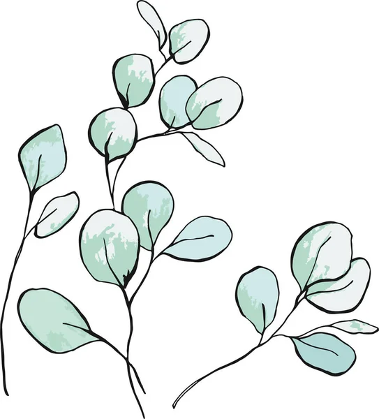 Eucalyptus Populus Floristic Plants Tender Leaves — Stock Vector
