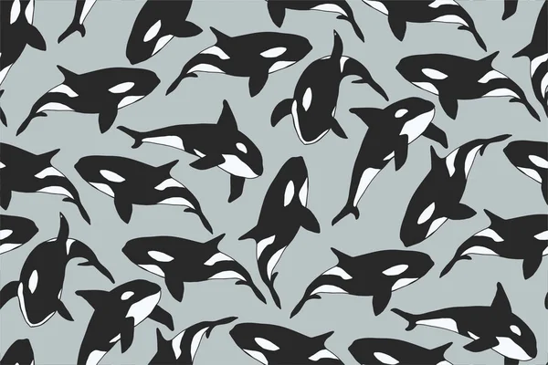 Orcinus orca sürüsü. katil balinalar
