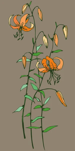 Яскраві Помаранчеві Квіти Тигра Лілії — стоковий вектор